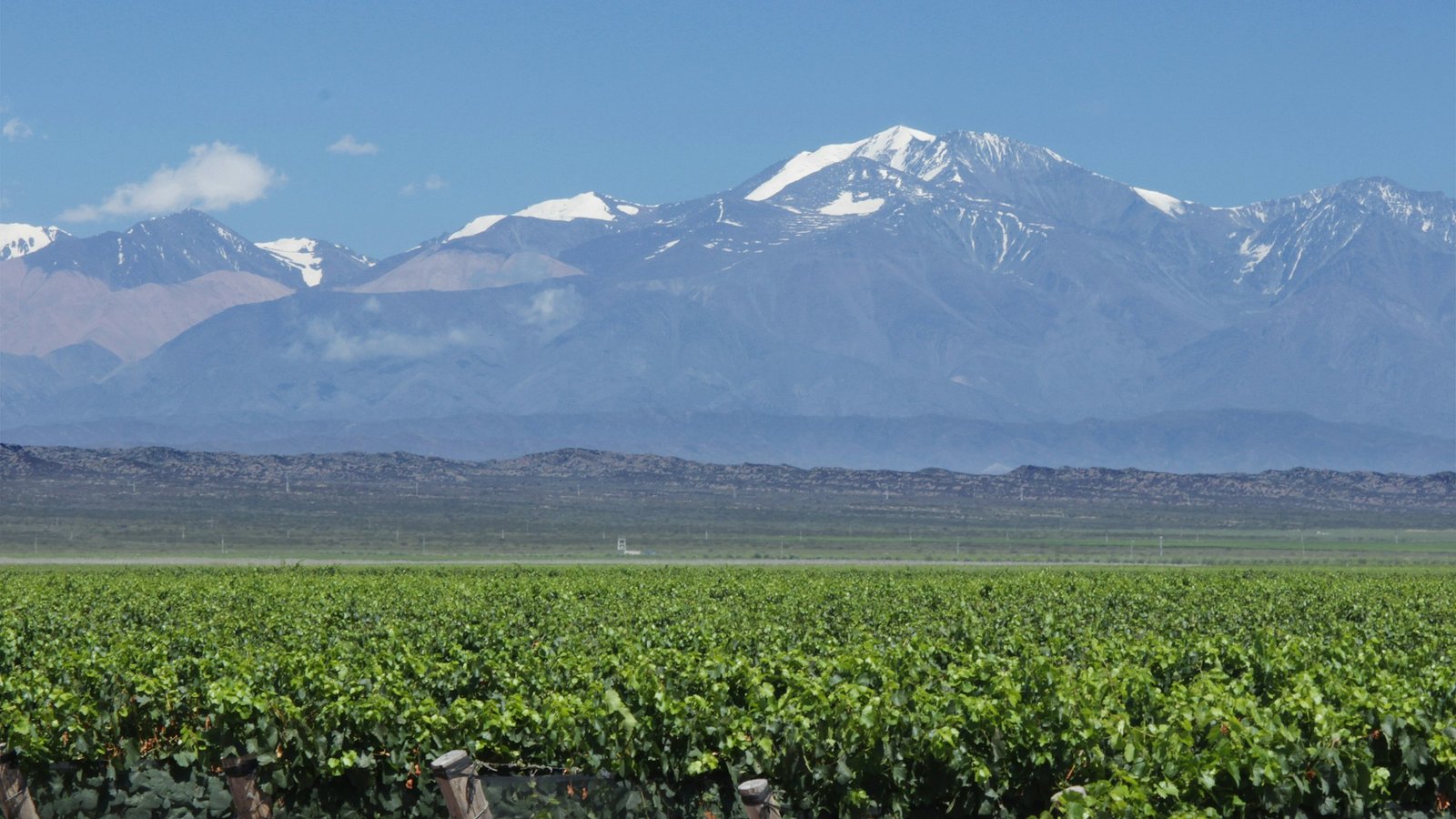 Cordillera de los Andes y viñedos de Mendoza