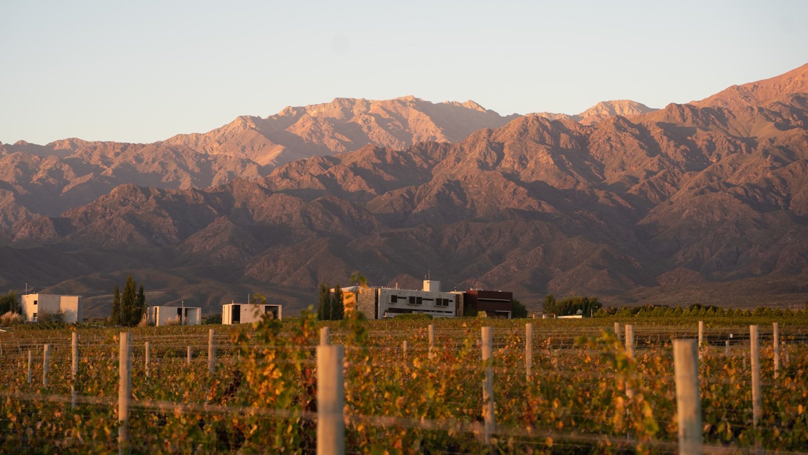 Viñedos y montañas de Mendoza al atardecer